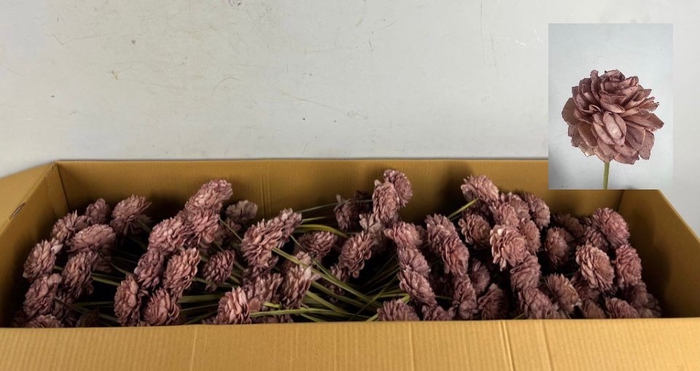 <h4>Stick Shola Dahlia Ø8 O.Pink</h4>