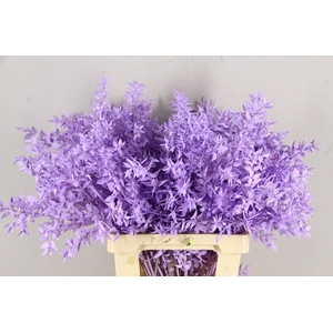 PF Ruscus 70cm Bs Milka