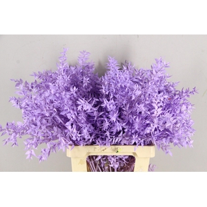 PF Ruscus 70cm Bs Milka