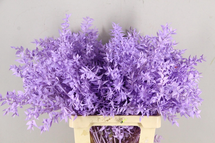 <h4>PF Ruscus 70cm Bs Milka</h4>