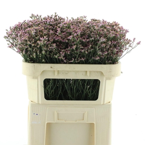 Limonium Blush Diamond