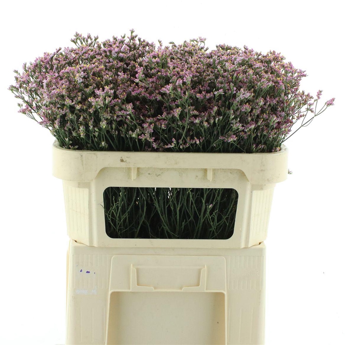 <h4>Limonium Blush Diamond</h4>
