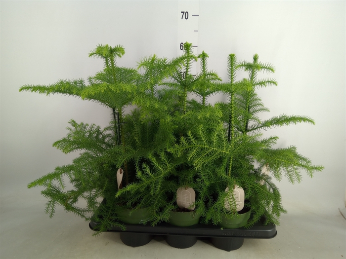 <h4>Araucaria heterophylla</h4>