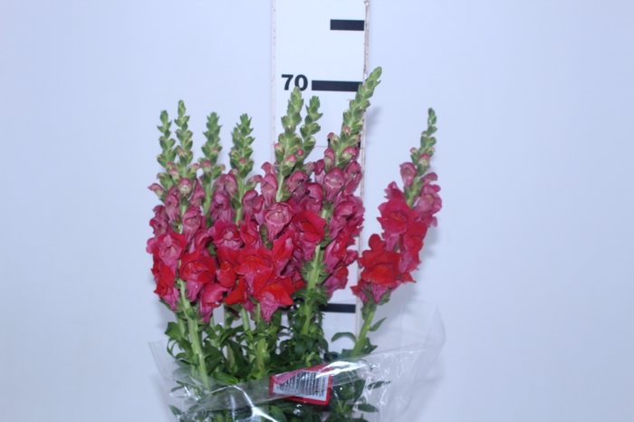 BOCA DE LEAO 070 CM VERMELHO