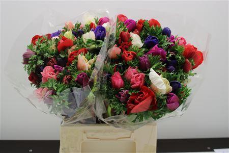 <h4>ANEMONE MIX ANEM ZWAAR</h4>
