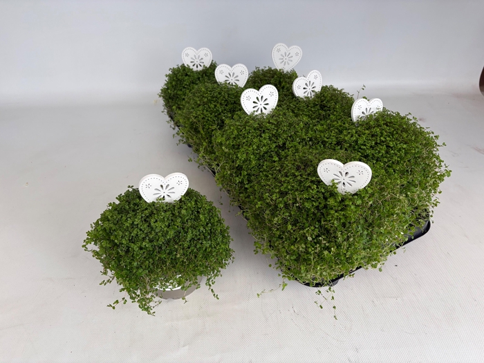 <h4>SOLEI SOL GROEN</h4>