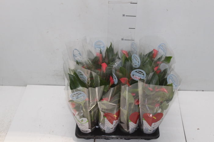 <h4>ANTHURIUM TRILLIONS RED P06</h4>