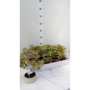 Bonsai   ...