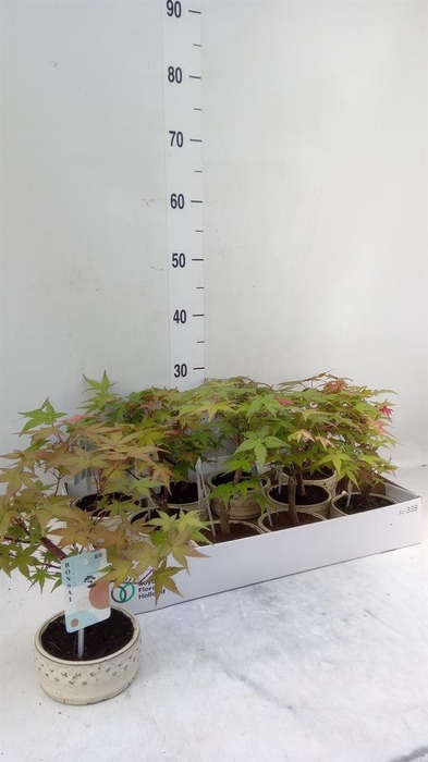 <h4>Bonsai   ...</h4>