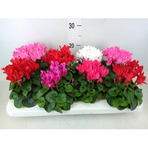 Cyclamen KL 'Compact'