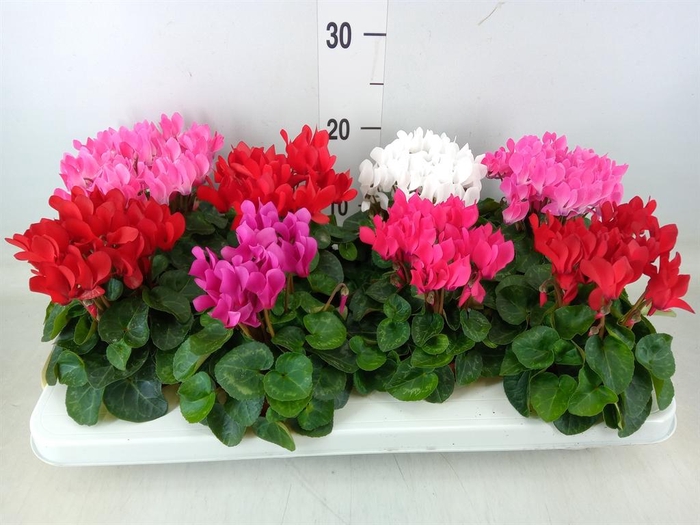 <h4>Cyclamen KL 'Compact'</h4>
