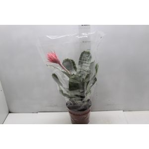 AECHMEA FASCIATA P17