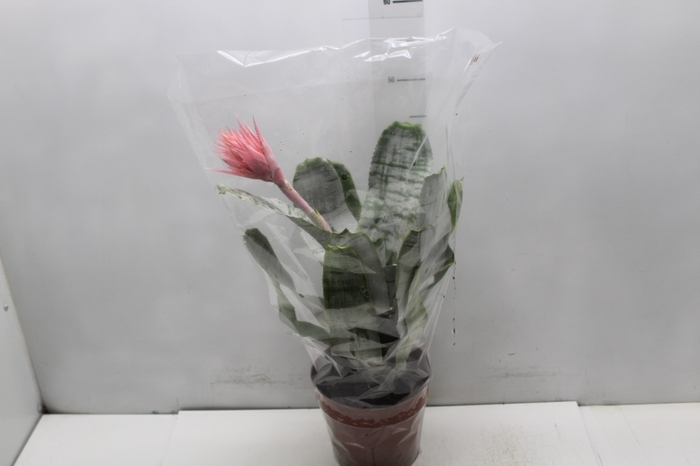 <h4>AECHMEA FASCIATA P17</h4>