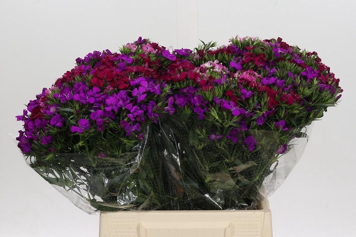 <h4>Dianthus Br Gemengd</h4>