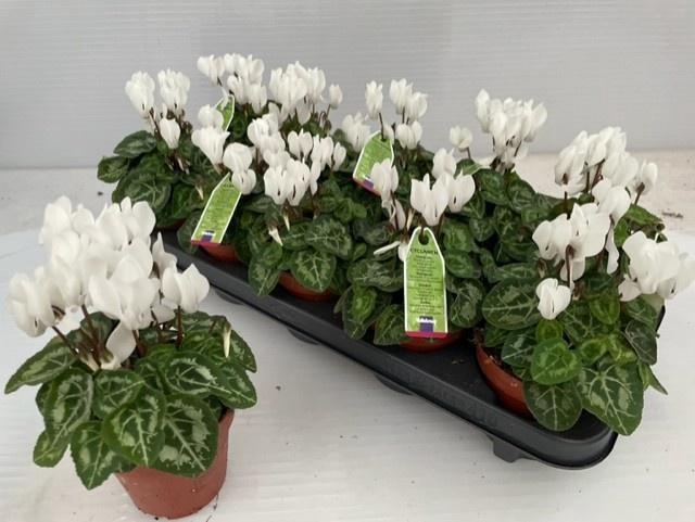 <h4>CYCL KL OVERIG</h4>