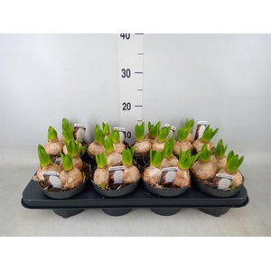 Hyacinthus orie. 'Pearl White'