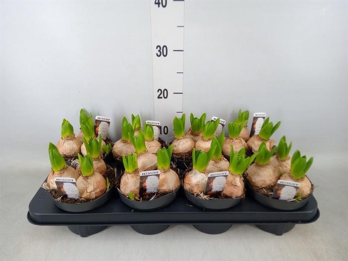 <h4>Hyacinthus orie. 'Pearl White'</h4>