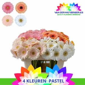 Germini Mix Pastel Water