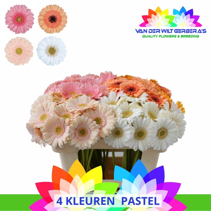 <h4>Germini Mix Pastel Water</h4>