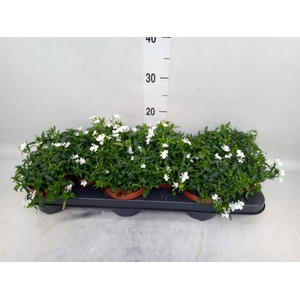 Lobelia  'Curacao White Minibasket'