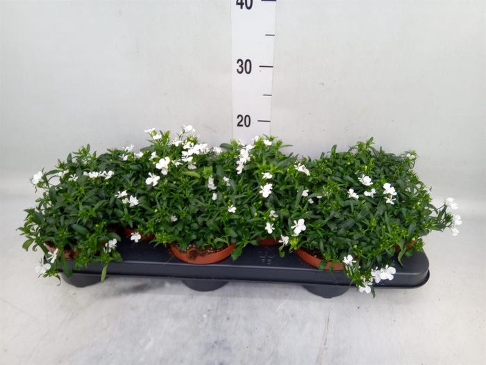 <h4>Lobelia  'Curacao White Minibasket'</h4>