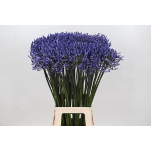 Agapanthus Donau