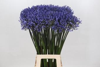 <h4>Agapanthus Donau</h4>