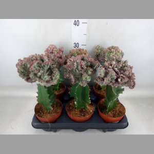 Euphorbia lactea