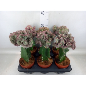 Euphorbia lactea