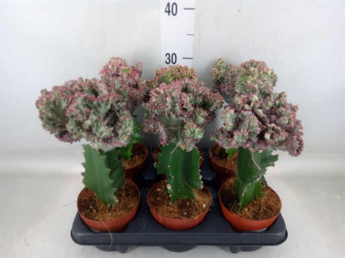 <h4>Euphorbia lactea</h4>