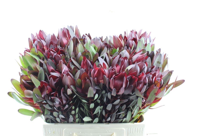 <h4>Leucad Saf Sunset Spray</h4>