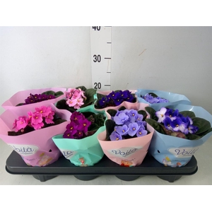 Saintpaulia   ...mix