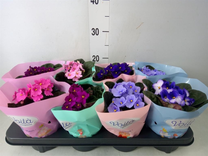 <h4>Saintpaulia   ...mix</h4>