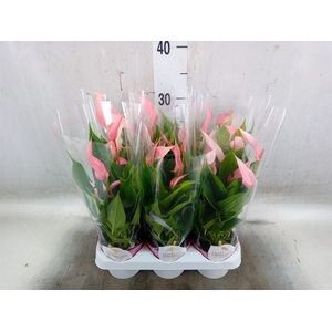 Anthurium andr. 'Lilli'