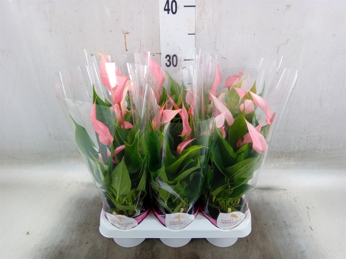 <h4>Anthurium andr. 'Lilli'</h4>