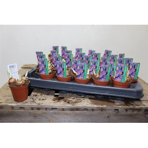 arr8 Crocus Tricolor