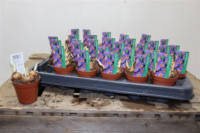 <h4>arr8 Crocus Tricolor</h4>