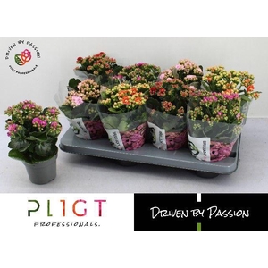 KALAN CALAN MIX BRILLIANT P12