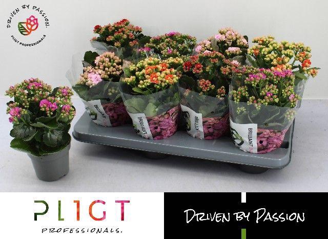 <h4>KALAN CALAN MIX BRILLIANT P12</h4>