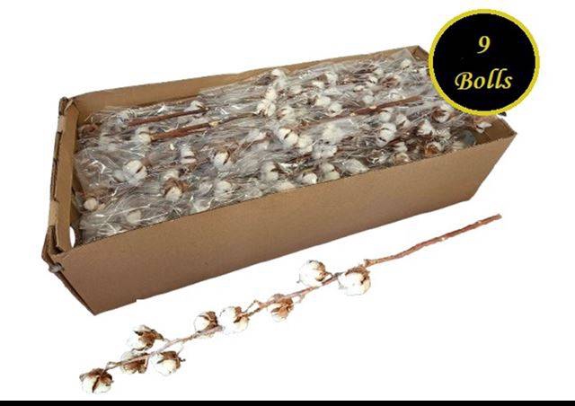 <h4>GOS HIRSUTUM WIT</h4>