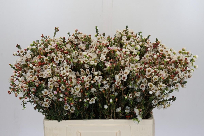 <h4>Chamelaucium Moonlight Delight</h4>