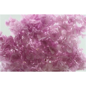 Preserved hydrangea milka