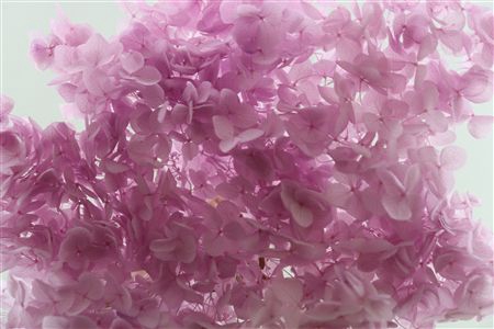 <h4>Preserved hydrangea milka</h4>