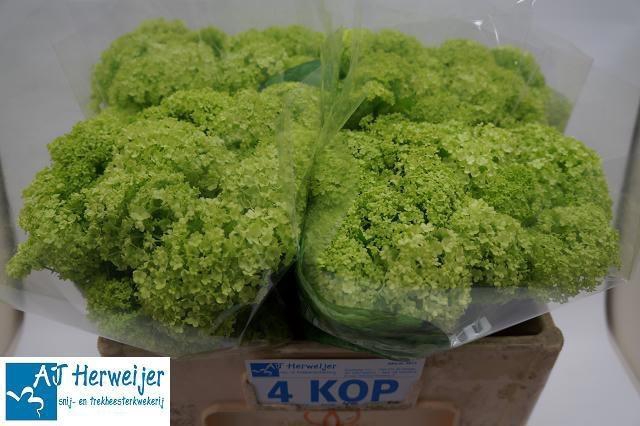 <h4>VIBURNUM ROSEUM ST</h4>