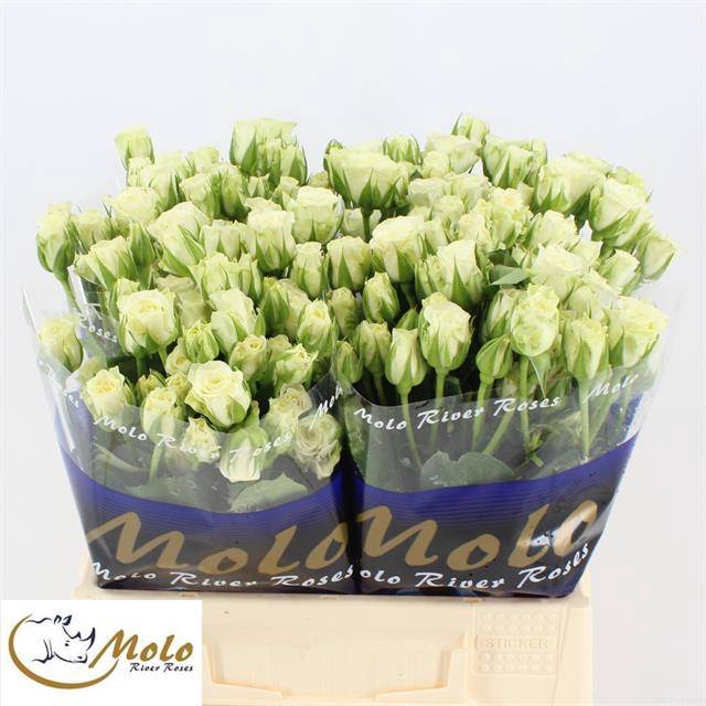 <h4>R Tr Snowflake Molo River</h4>