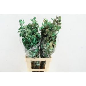 DF Lunaria BS Green