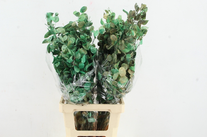 <h4>DF Lunaria BS Green</h4>