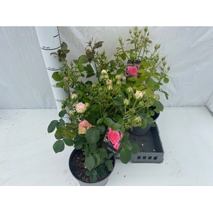 ROSA ST OV