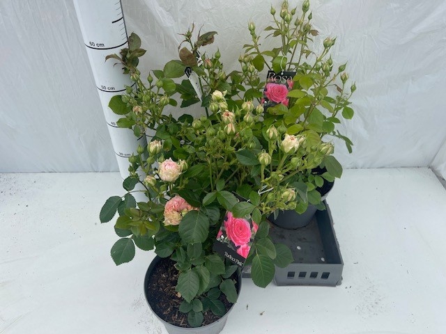 <h4>ROSA ST OV</h4>