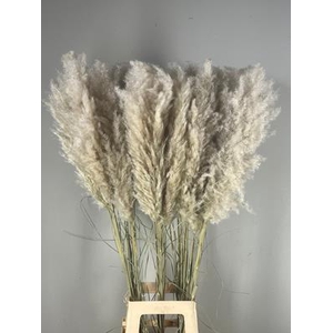 Df Pampas 115cm Hollands